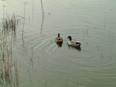 DSCF0034.JPG